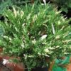 Ялівець горизонтальний ‘Андорра Варієгата’ / Juniperus horizontalis ‘Andorra Variegata’ (30 см.)