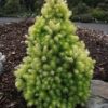 Ялина канадська Дейзі Уайт / Picea glauca Daisy’s White (25-30 см.)