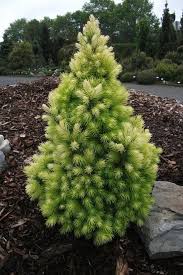 Ялина канадська Дейзі Уайт / Picea glauca Daisy’s White (25-30 см.)