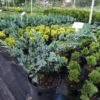 Ялівець лускатий ‘Меєрі’ / Juniperus squamata ‘Meyeri’ (0.8-1м.) 2286