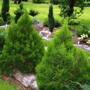 Туя західна Мікі / Thuja occidentalis Miky (25-30 см.)