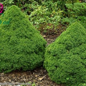 Ялина канадська Альберта Глоб / Picea glauca Alberta Globe (15-20см.)