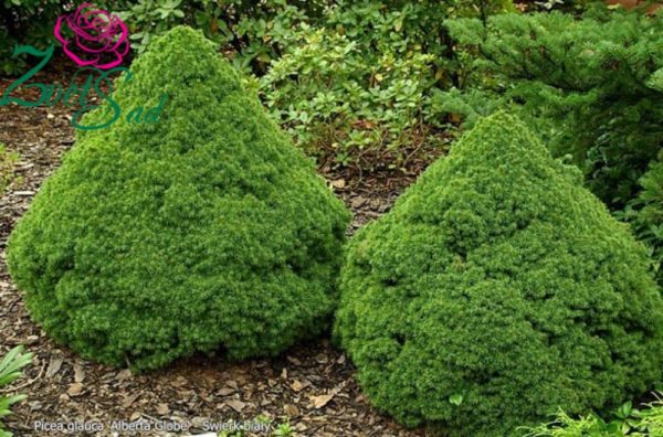 Ялина канадська Альберта Глоб / Picea glauca Alberta Globe (15-20см.)