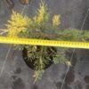 Ялівець середній Блю енд Голд ( Блу енд Голд ) / Juniperus pfitzeriana ‘Blue and Gold (50см.) 2626