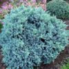 Ялівець лускатий Блю Стар (Блу Стар) / Juniperus squamata Blue Star (20 см.)