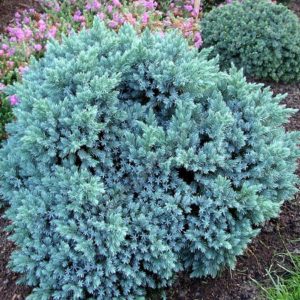 Ялівець лускатий Блю Стар (Блу Стар) / Juniperus squamata Blue Star (20 см.)