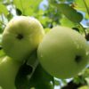 Яблуня Білий Налив (літній сорт)- продано 2362