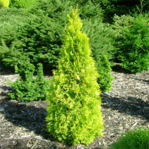 Туя західна Голд Смарагд / Thuja Gold Smaragd (30-40 см.)