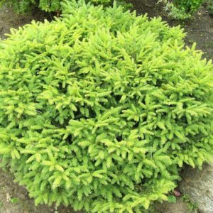 Ялина звичайна ‘Гніздовидна’ (Нідіформіс) / Picea abies ‘Nidiformis’ (40-50 см.)