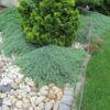 Ялівець горизонтальний ‘Айс Блю’ / Juniperus horizontalis ‘Icee Blue’ (20-25см.) 3401