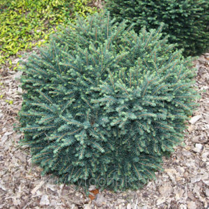 Ялина сербська Карел / Picea omorika Karel (30 см.)