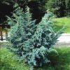 Ялівець лускатий ‘Меєрі’ / Juniperus squamata ‘Meyeri’ (50-60 см.)