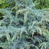 Ялівець китайський Блю Альпс / Блу Альпс / Juniperus chinensis Blue Alps (60-70см.) 3175