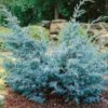Ялівець китайський Блю Альпс / Блу Альпс / Juniperus chinensis Blue Alps (60-70см.)
