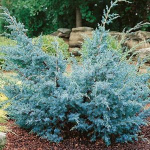 Ялівець китайський Блю Альпс / Блу Альпс / Juniperus chinensis Blue Alps (60-70см.)