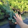 Ялівець китайський Блю Альпс / Блу Альпс / Juniperus chinensis Blue Alps (60-70см.) 3733