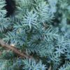 Ялівець китайський Блю Альпс / Блу Альпс / Juniperus chinensis Blue Alps (60-70см.) 3735