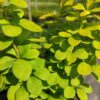 Барбарис Тунберга Марія / Berberis thunbergii Maria (40-60см.) 3366