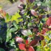 Барбарис середній Ред Джевел / Berberis media Red Jewel (30-40см.) 3358