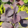 Барбарис оттавський Суперба / Berberis ottawensis Superba (30-40см.) 3354