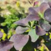 Барбарис оттавський Суперба / Berberis ottawensis Superba (30-40см.) 3356