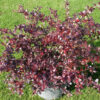 Барбарис середній Ред Джевел / Berberis media Red Jewel (30-40см.)