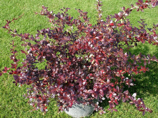 Барбарис середній Ред Джевел / Berberis media Red Jewel (30-40см.)