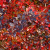 Барбарис середній Ред Джевел / Berberis media Red Jewel (30-40см.) 3285