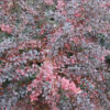 Барбарис середній Ред Джевел / Berberis media Red Jewel (30-40см.) 3287