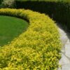Спірея японська Голден Принцес / Spiraea japonica Golden Princess (20-30см.)