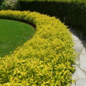 Спірея японська Голден Принцес / Spiraea japonica Golden Princess (20-30см.)