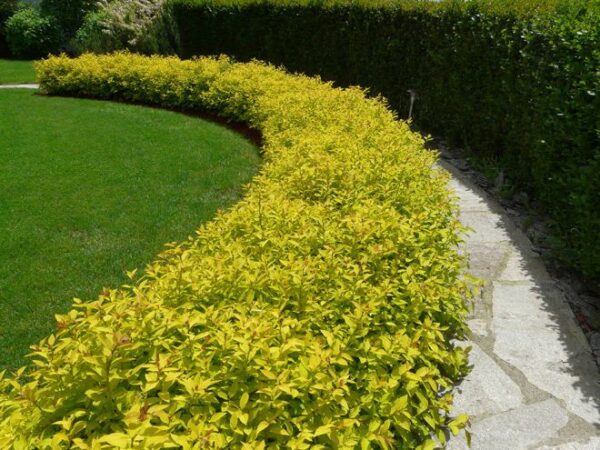 Спірея японська Голден Принцес / Spiraea japonica Golden Princess (20-30см.)