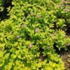 Спірея японська Голден Принцес / Spiraea japonica Golden Princess (20-30см.) 3340