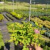 Спірея японська Голден Принцес / Spiraea japonica Golden Princess (20-30см.) 3342