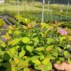 Спірея японська Голден Принцес / Spiraea japonica Golden Princess (20-30см.) 3344