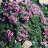 Чебрець (Тим’ян)  ранній ‘Мінор’ – Thymus paecox ‘Minor’ 3585