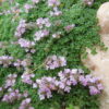 Чебрець (Тим’ян)  ранній ‘Мінор’ – Thymus paecox ‘Minor’ 3583
