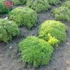 Чебрець (Тим’ян)  ранній ‘Мінор’ – Thymus paecox ‘Minor’ 3575