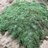 Чебрець (Тим’ян)  ранній ‘Мінор’ – Thymus paecox ‘Minor’ 3581