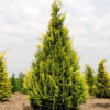 Кипарисовик Лавсона Івонне / Chamaecyparis lawsoniana Іvonne (50 см.)
