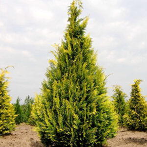 Кипарисовик Лавсона Івонне / Chamaecyparis lawsoniana Іvonne (50 см.)