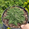 Чебрець (Тим’ян)  ранній ‘Мінор’ – Thymus paecox ‘Minor’ 3917