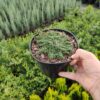 Чебрець (Тим’ян)  ранній ‘Мінор’ – Thymus paecox ‘Minor’ 3919