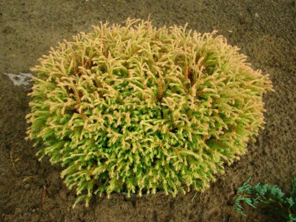 Туя західна Голден Таффет / Thuja occidentalis Golden Tuffet (40-50 см.)