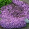 Чебрець (Тим’ян)  ранній ‘Мінор’ – Thymus paecox ‘Minor’ 3579