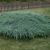 Ялівець лускатий Блу Карпет / Блю Карпет / Juniperus squamata Blue Carpet (40-50см.)