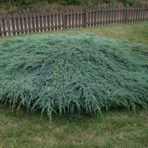 Ялівець лускатий Блу Карпет / Блю Карпет / Juniperus squamata Blue Carpet (40-50см.)