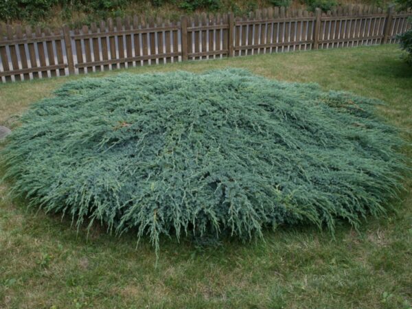 Ялівець лускатий Блу Карпет / Блю Карпет / Juniperus squamata Blue Carpet (40-50см.)
