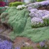 Чебрець (Тим’ян)  ранній ‘Мінор’ – Thymus paecox ‘Minor’ 3577