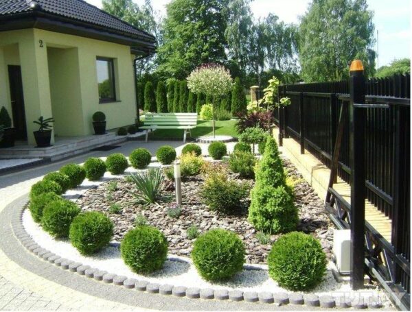 Туя західна Даніка / Thuja occidentalis Danica ( 20-25см )